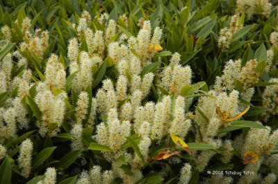 Beauty in a hedge