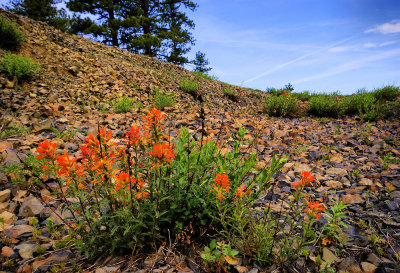 Giant Red Paintbrush