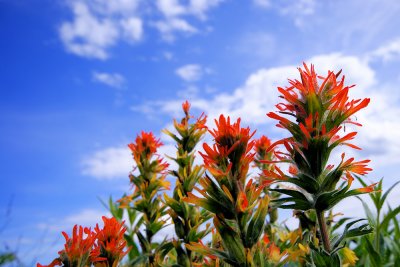 More Paintbrush