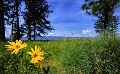 Prarie Sunflowers