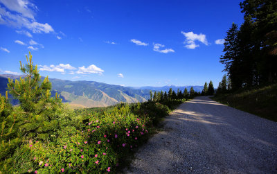 Rose Lane