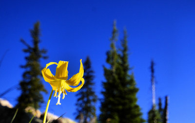 Glacier Lilly