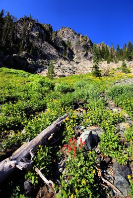 Trail of Flowers