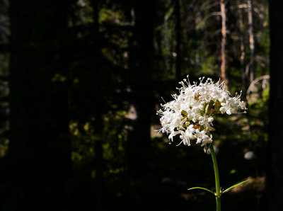 A White Flower