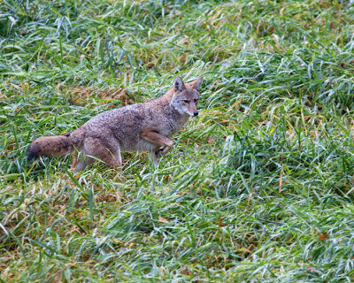 Coyote