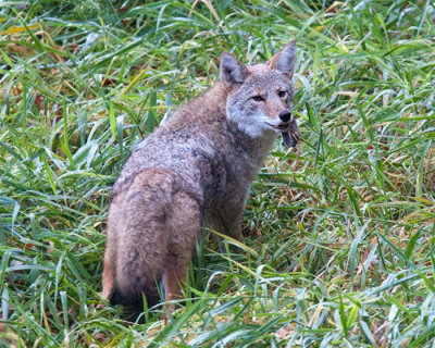 Yote-06.jpg
