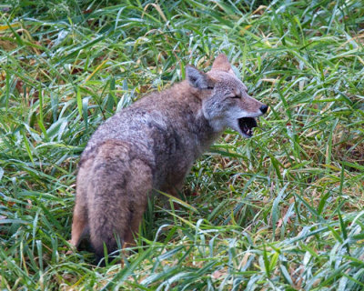 Yote-09.jpg