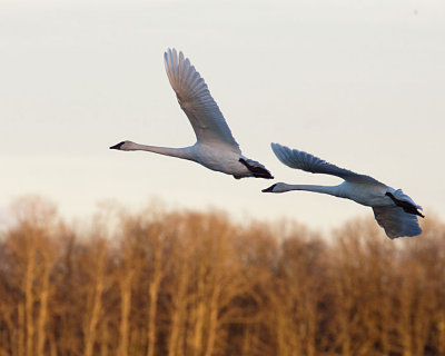 Swans at Mallard Club
