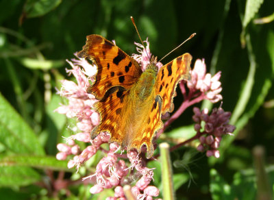 Butterfly in Norfolk, 2009