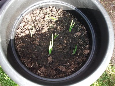 Onions