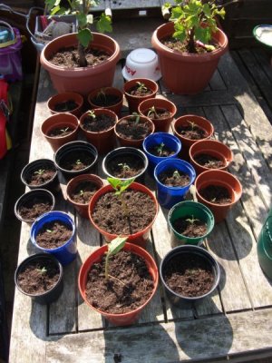 Planting out the seedlings