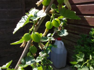 gooseberries