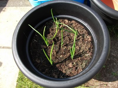 Onions