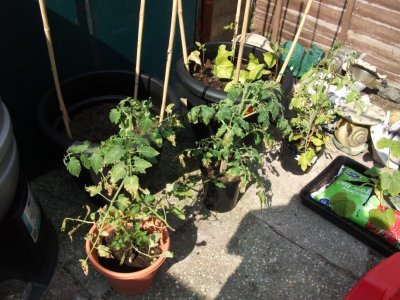 Tomato plants