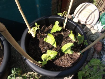 Runner beans