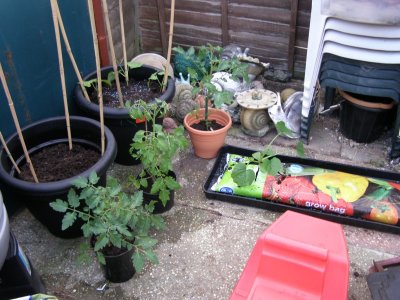 Top of garden