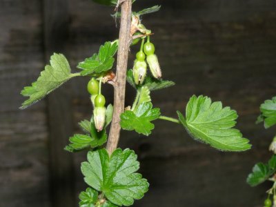 Gooseberries