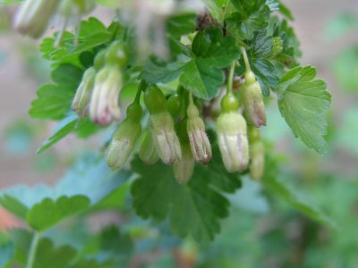 Gooseberries