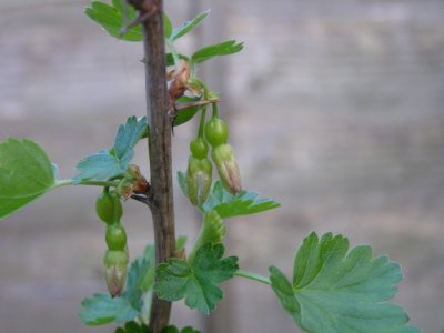 Gooseberries
