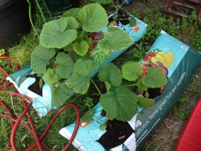 Pumpkins/Squashes