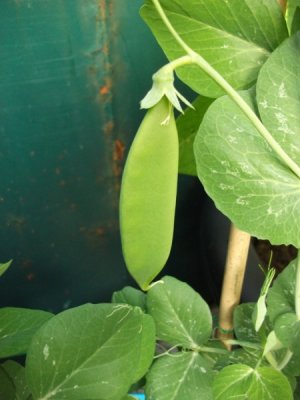 Peas