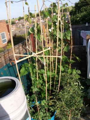 Runner beans