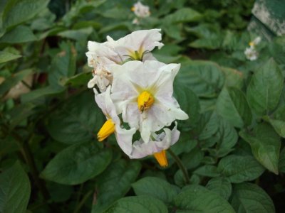 Potato flowers