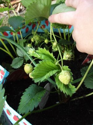 Strawberries