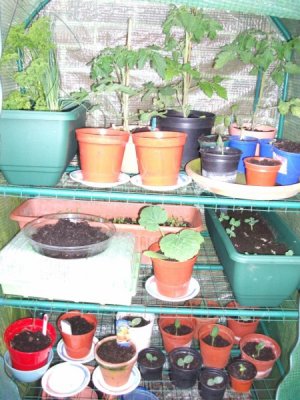 Seedlings