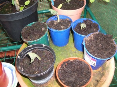 Runner beans