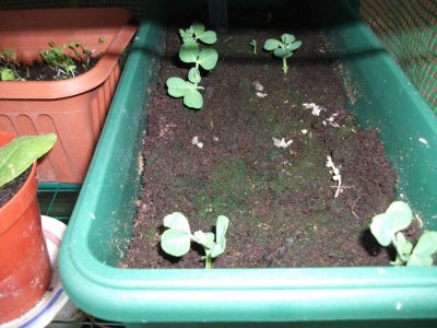 Peas