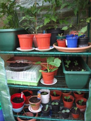 Seedlings