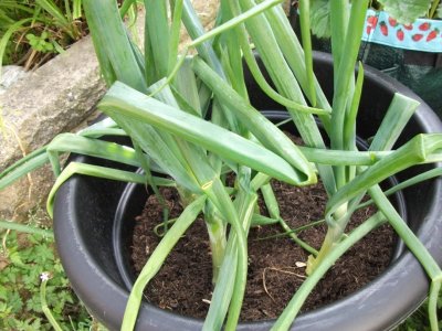 Onions