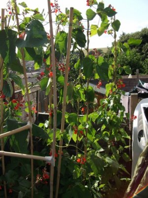 Runner beans