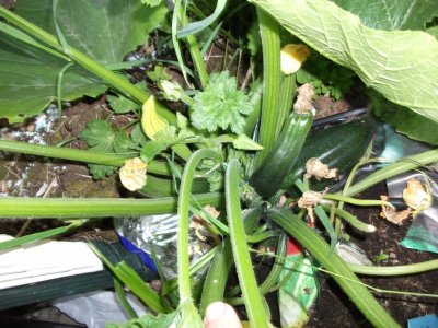 Courgettes