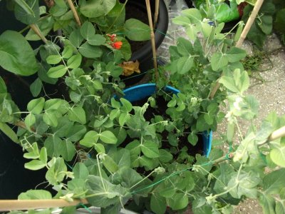 Peas