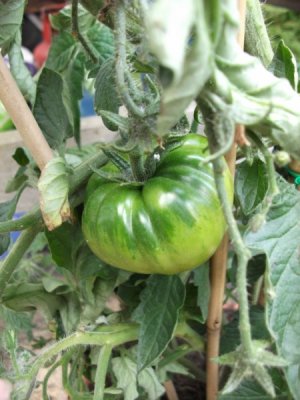 Tomato