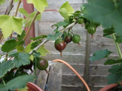 Gooseberries
