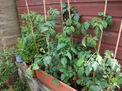 Tomatoes