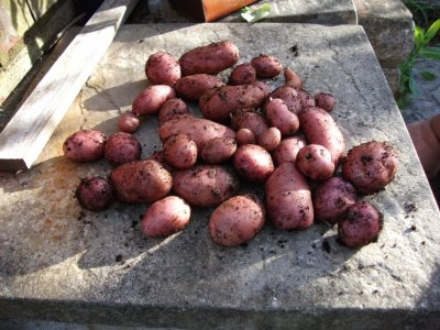 First potatoes