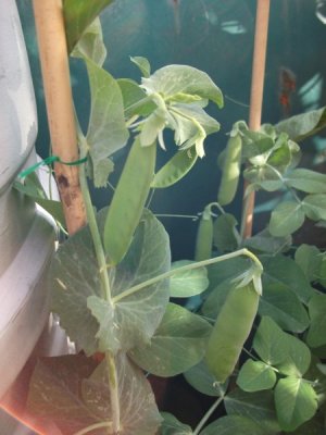 Peas