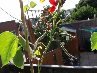 Runner beans