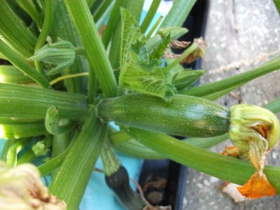 Courgette