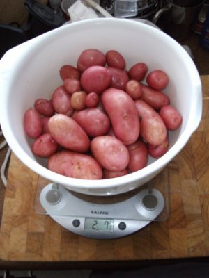 First potatoes