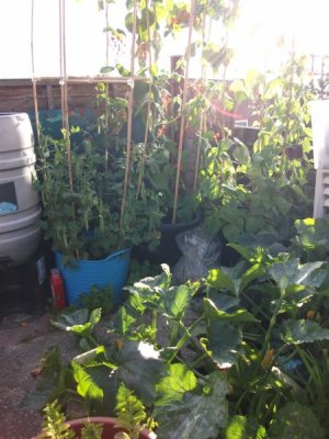 Top of garden