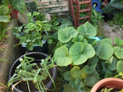 Bottom of garden