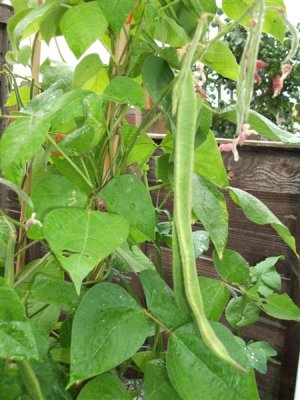 Runner beans