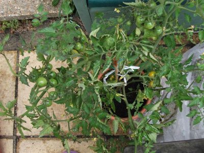 Tomatoes