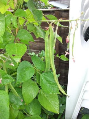Runner beans