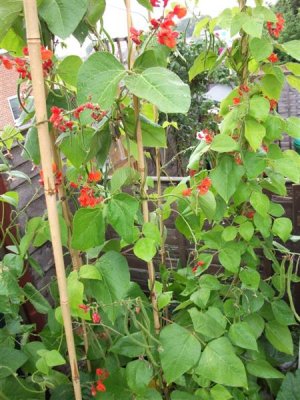 Runner beans